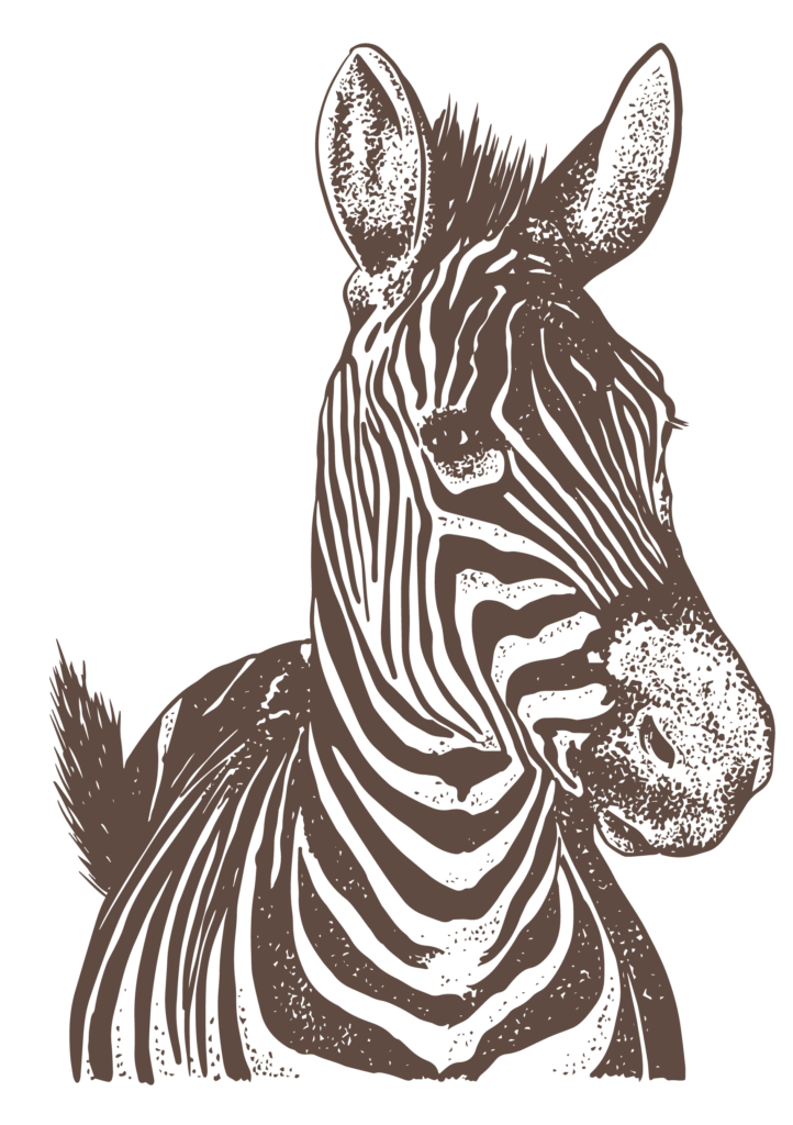 zebra drawing