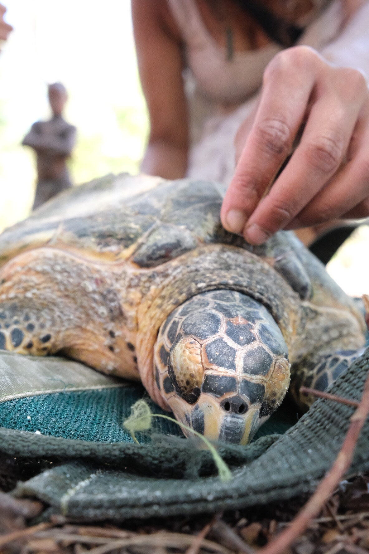 green turtle rescue