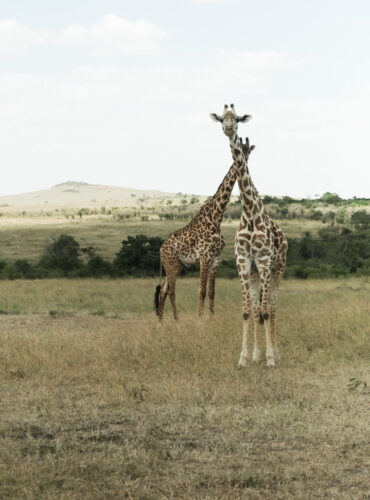 giraffes