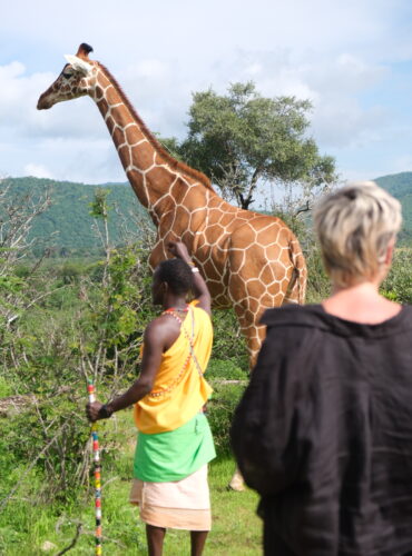 giraffe in sarara camp