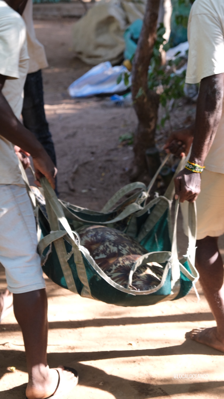 green turtle rescue