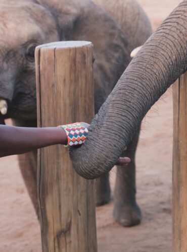 a baby elephant trunk holding hand