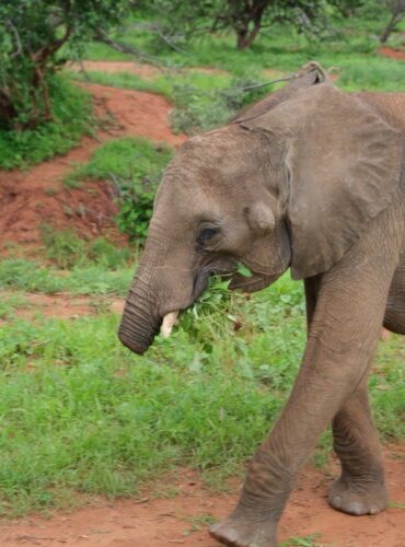 baby elephant