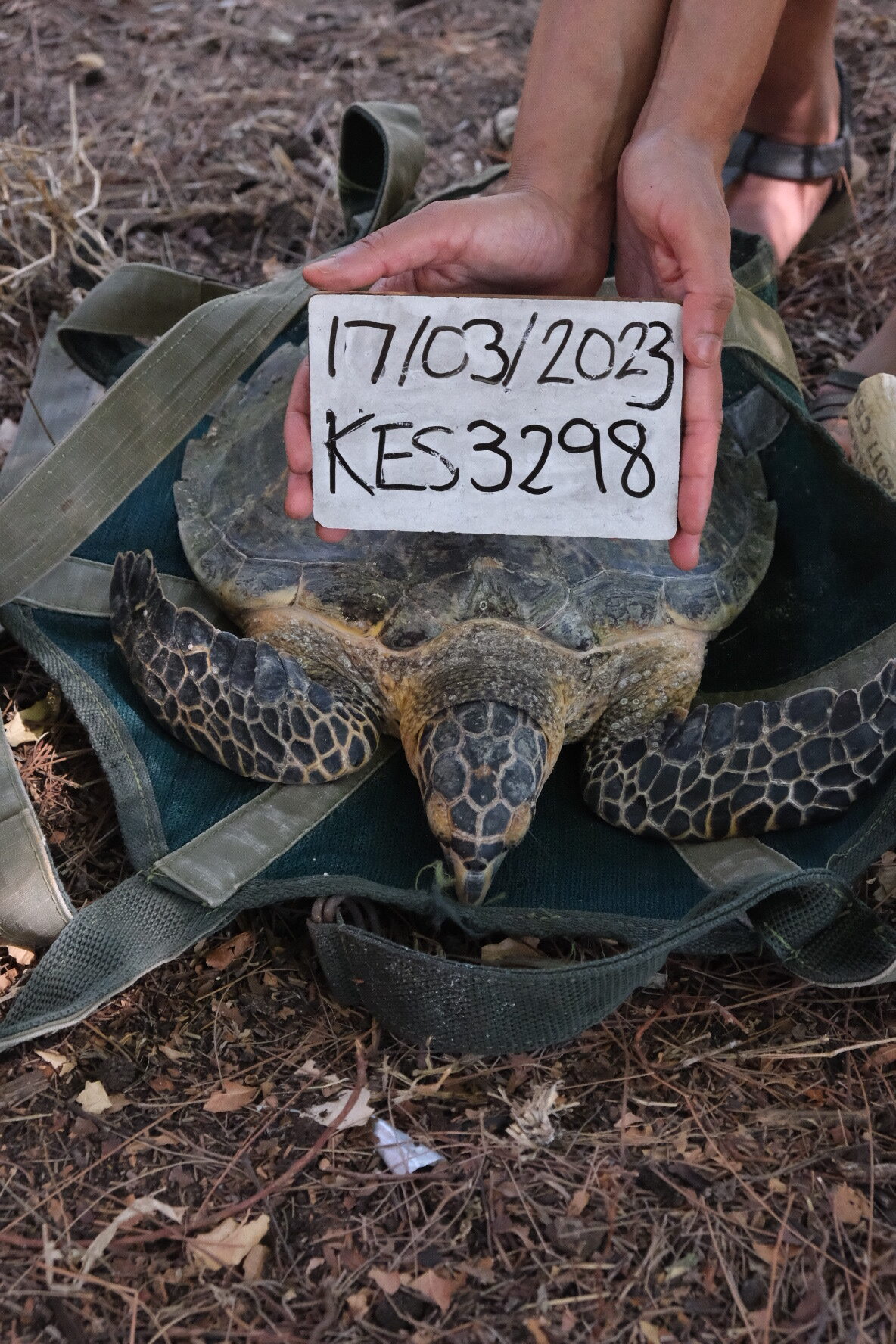 tag of a green turtle rescued